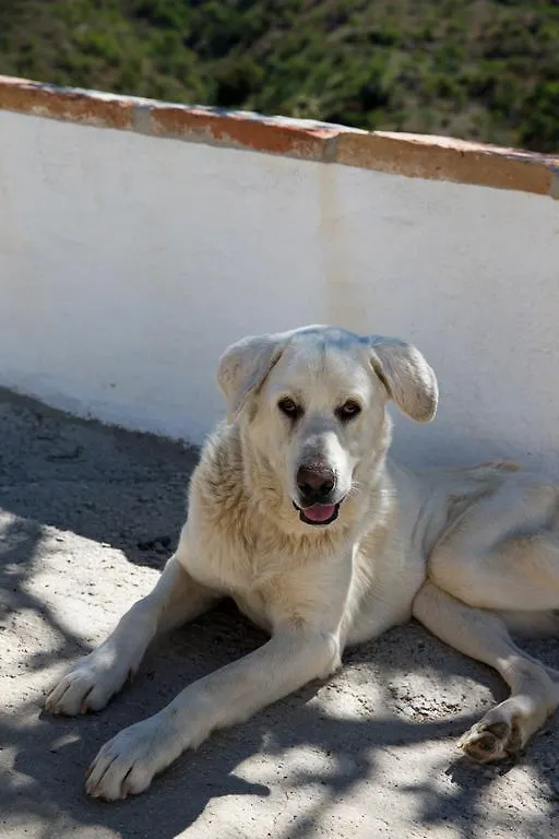 Cortijo Juan Salvador Guest House Olias  Country house